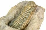 Crotalocephalina Trilobite - Giant For Species #363230-3